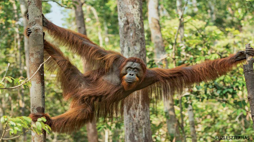 The Orangutang Falls