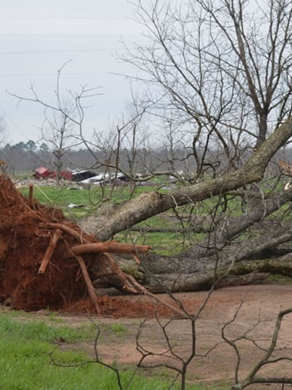 On Seeing My Old Crooked Tree Uprooted After the Tornado