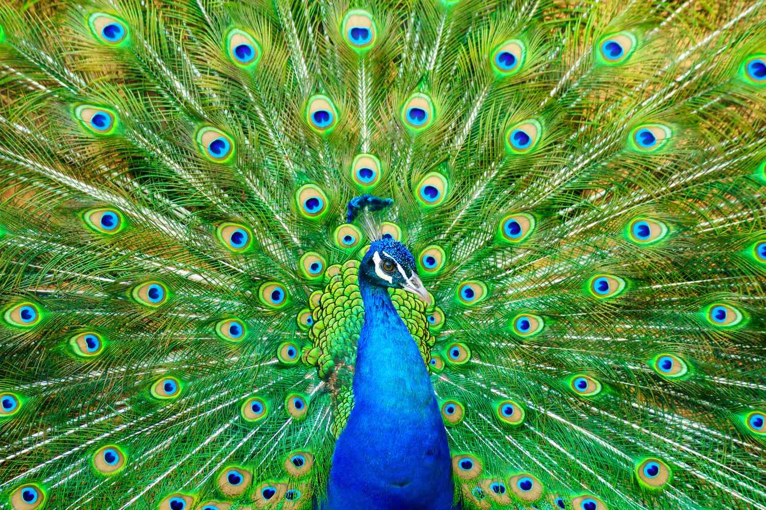 All the Peacock Is, Is But a Jest