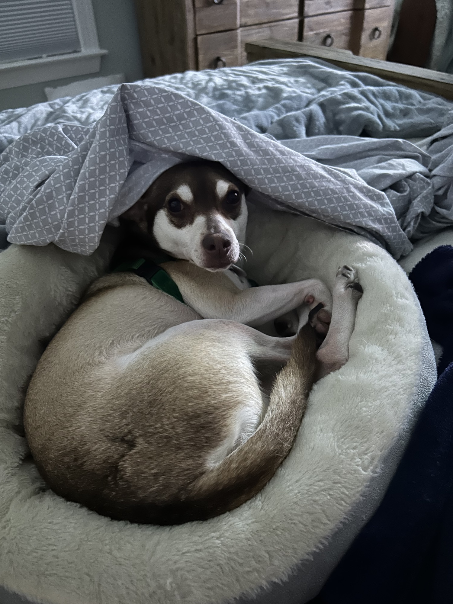 I Think My Dog Needs a Bath