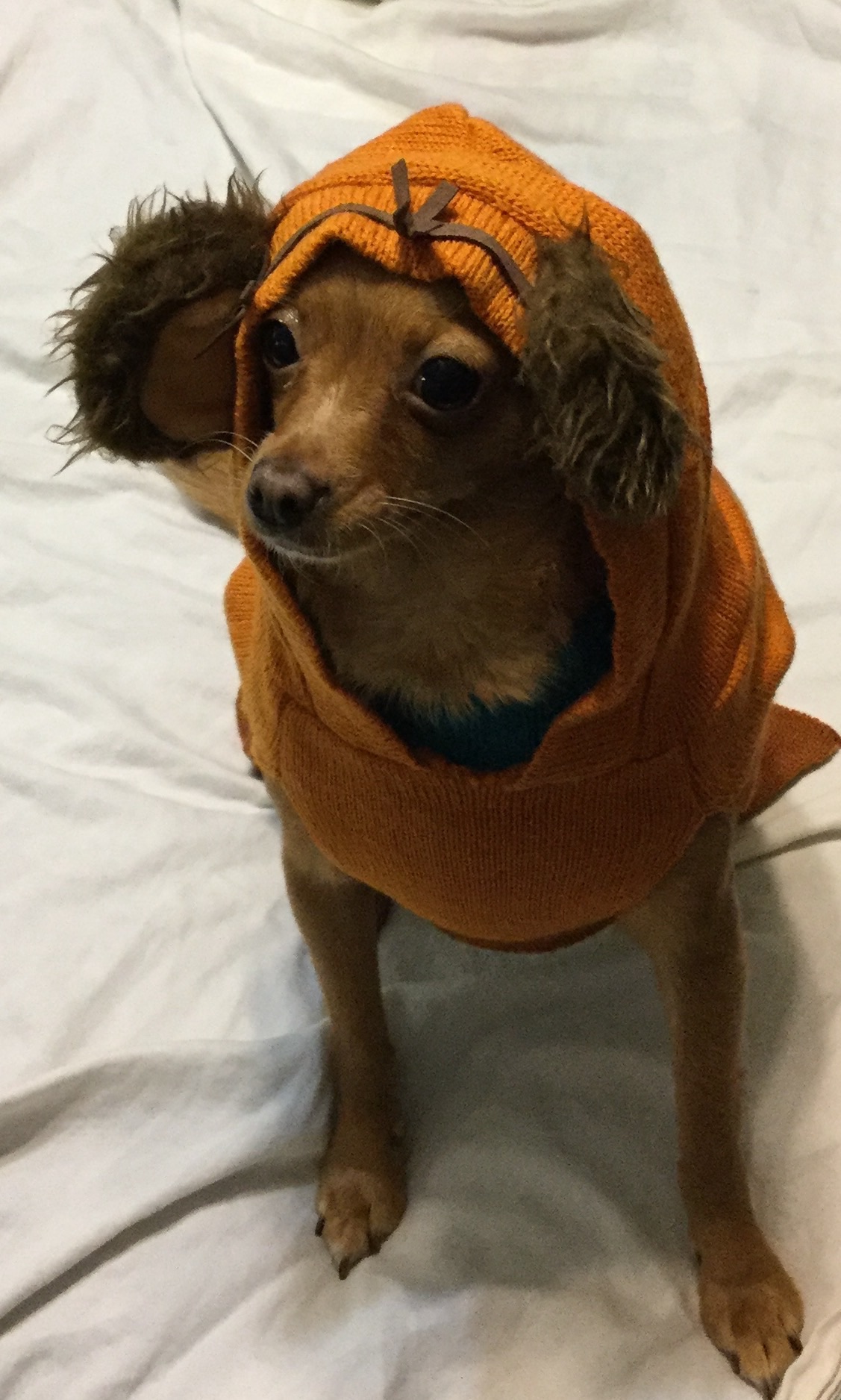 Chihuaha of the Manor