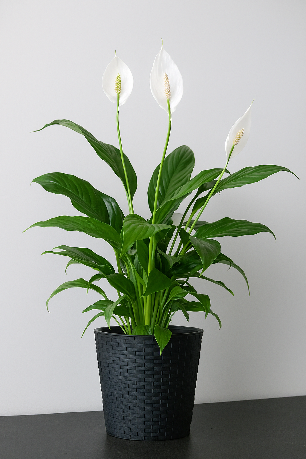 Peace Lily